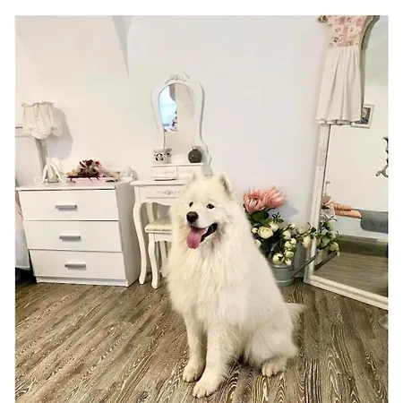 Korona 아파트